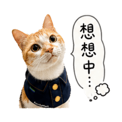 全家制服貓日常篇