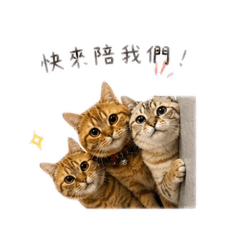 喵喵～的日常