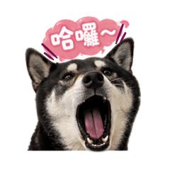 柴力雄厚之不想努力了