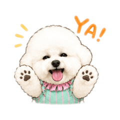 Bichon-比熊Miuの 日常