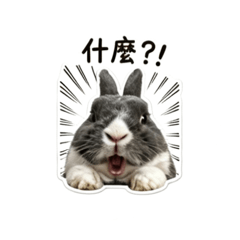 麻糬的日常對話