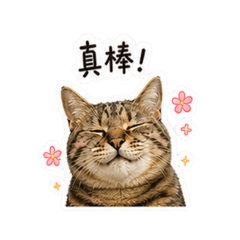 虎斑貓日常篇