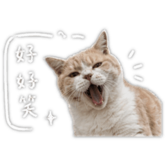 喵喵ㄉ碎碎唸