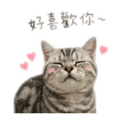 松露醬小貓/ᐠ. .ᐟฅ