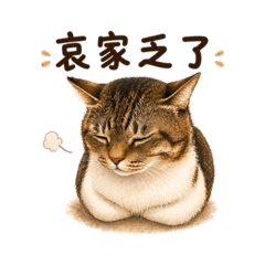 虎斑貓厭世日常