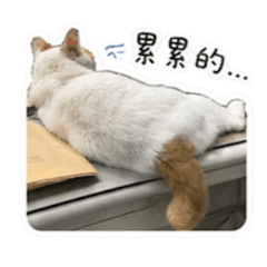 小咪～～～