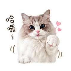 我家貓咪真Q