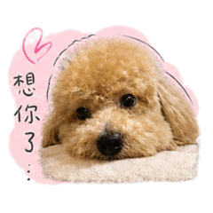 巧虎ciao hu