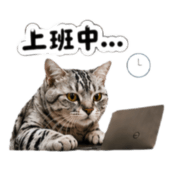 Tonyの招財貓貓二條