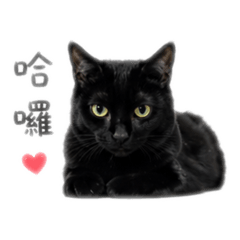 西囉 EP.1｜黑貓日常