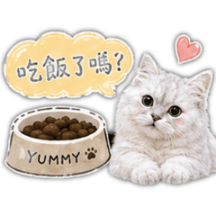 寶貝小貓咪