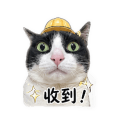 賓賓貓咪來囉來囉