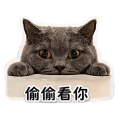 哈娜 Hana