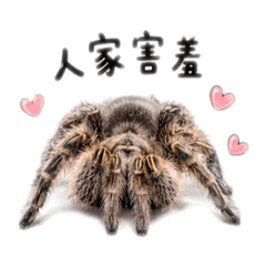 家裡有隻毛蛛蛛