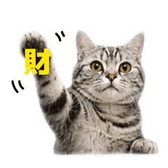 的貓5