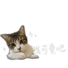我家泡泡