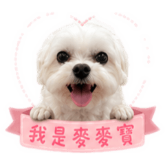 我是全家人的寶貝❤️超級無敵可愛的麥麥寶
