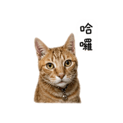 Peanut&飯