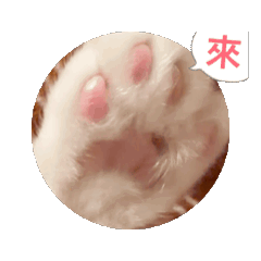異瞳白貓奈米