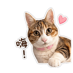 張小可愛的日常