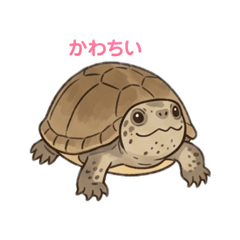 wasabi_20260511155442