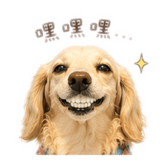 米白臘腸狗