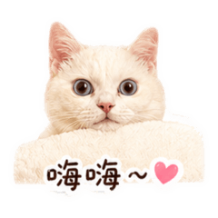 咪嚕阿咪嚕～