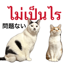 noguchiken0102_20260428221335