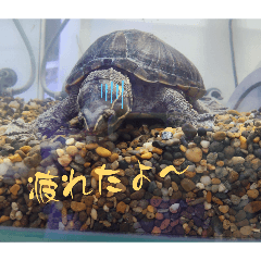 kameo_20260511172933