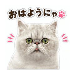 pono_20260511175356