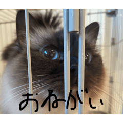 akizou_20260511175153