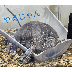 kameo_20260511181749