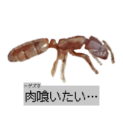 kurieita_20260511181926