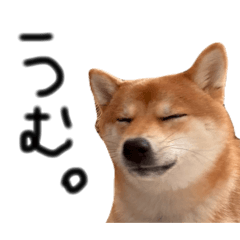 sunchozunda