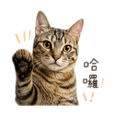 球球來囉！