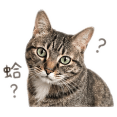 毛毛來囉！！