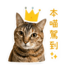 是芝麻呀