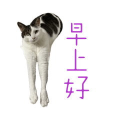 pipi_the_cat_20260501235525