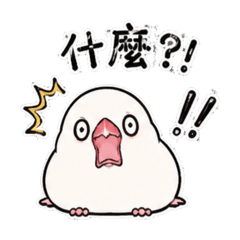 日常實用 | 萌萌Q彈文鳥生活語言