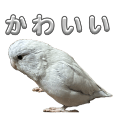 Kou_0310_20260511141503