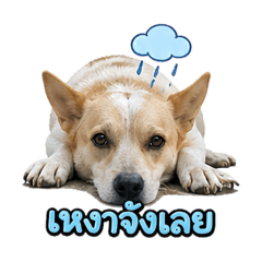 TTungtongg_20260428194427