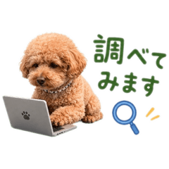 ooz_maq_20260511155217