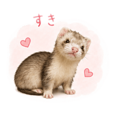 ferret Haku(1)