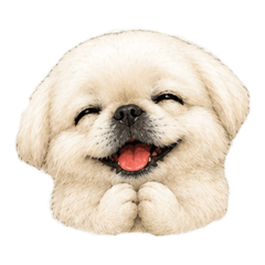 YP Chan_20260511174801