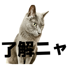 nekototomoniikirutuyokinanekochao