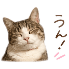 Hachi_20260511225418