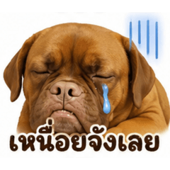 Siriphon ploy_20260429092533