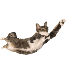 nekocetera