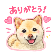 shiba momo_20260511232501