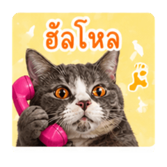 Little faii_20260429105551